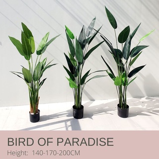 Bird of Paradise ต้นเบิร์ด 160 - 170 CM  ต้นไม้ปลอมเกรดพรีเมี่ยม มาดามขจี ตกแต่งบ้าน  Premium Artificial Plant