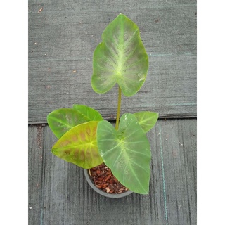 โคโลคาเซีย อโลฮ่า Colocasia Aloha ในกระถาง8นิ้ว