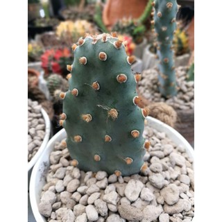 opuntia basilaris var brachyclada(6)