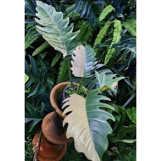 Philodendron Caramel Marble (พิณนาคแม่ด่าง)