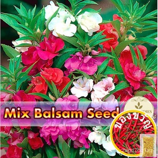 30pcsSeed Biji Benih Pok Bang Gagenmdong ชุดเมล็ดกล้วยไม้สีผสม/สวน/ดอกไม้/พาสต้า/แม่และเด็ก/ดอกทานตะวัน/หมวก/เด็ก/คื่นฉ่