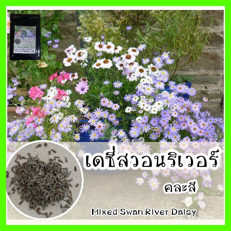 เมล็ดพันธุ์คุณภาพสูงในสต็อกในประเทศไทยพร้อมส่ง รหัส 090 เมล็ดอวบอ้วนแท้ ...