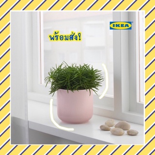 🔥พร้อมส่ง!🔥 IKEA GRADVIS กระถางอีเกีย ขนาด 12 ซม. รับประกันส่งของไว!