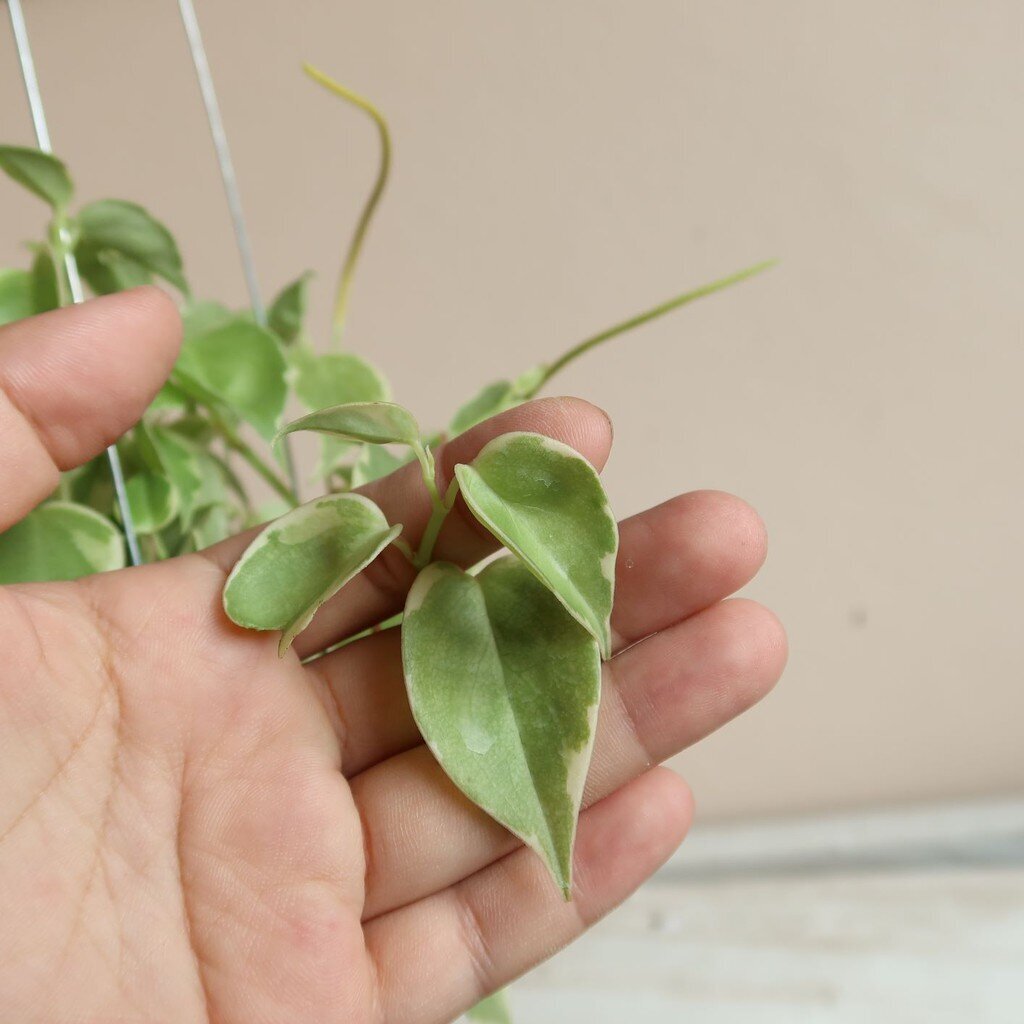 มุมมอง 2