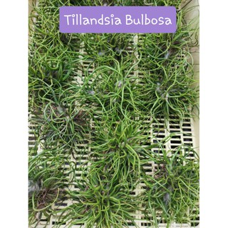 Tillandsia Bulbosa (เจ้ากิ้งก่า) 🦎🦎