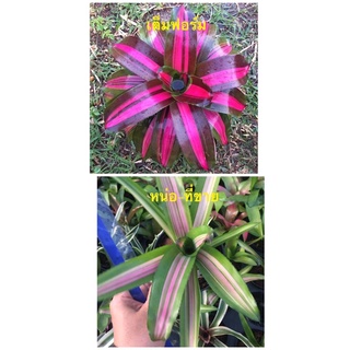 หน่อ Neo Pink On In Side #bromeliad# ต้นไม้สวยงาม# ไม้ประดับ# ตกแต่งสวน# ปลูกตกแต่งบ้าน# ไม้มงคล#