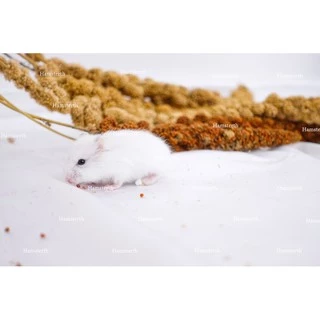 [Hamsterth] มิลเล็ตสเปรย์ พวงมิลเล็ต ธัญพืช ขนม แฮมสเตอร์ อาหาร สำหรับสัตว์ฟันแทะ เม่นแคระ แฟตเทล