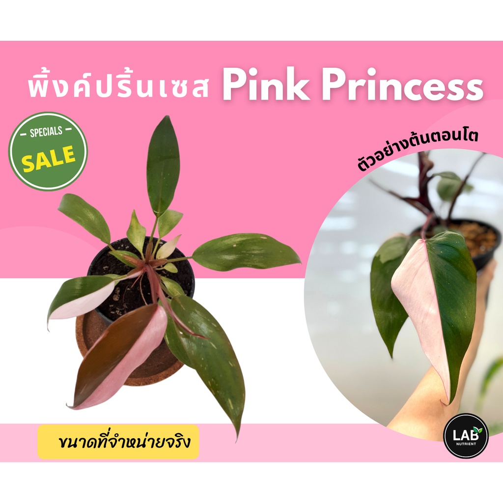 ยอดฮิต!! พิงค์ ปริ๊นเซส  (Philodendron Pink princess) เจ้าหญิงสีชมพู  กระถาง 3 นิ้ว ด่างชมพู