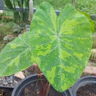 colocasia lemon lime gecko (15-20ซม)