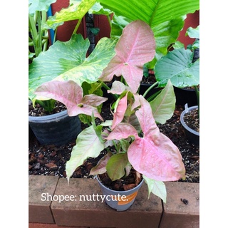 Syngonium pink ออมชมพู กอใหญ่ๆไซส์บิ๊กๆ