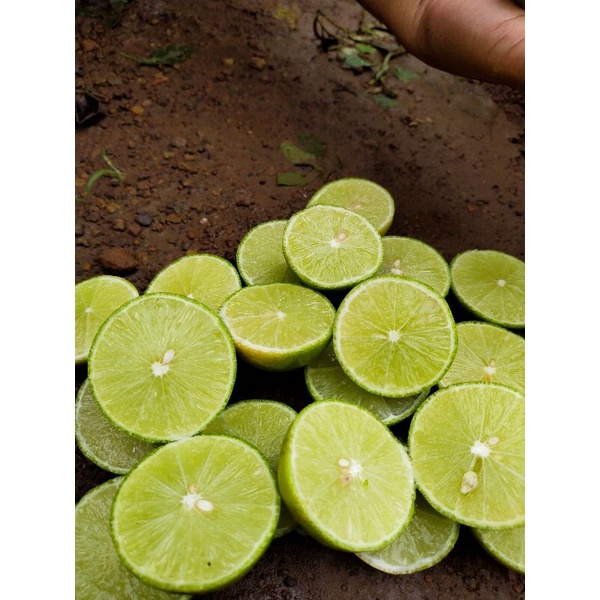 มะนาวแป้นสุขประเสริฐลูกดก ไร้เมล็ด หอมเปลือกบาง น้ำเยอะ ทนโรคดี - รูปที่ 6