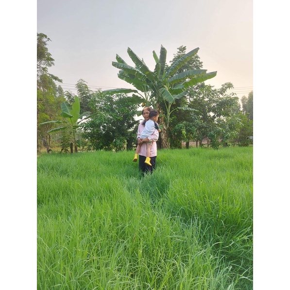 ต้นพันธุ์หญ้าแพงโกล่า ราคากิโกรัม ละ 15บาท สำหรับนำไปขยายพันธุ์ ต้นแก่พร้อมปลูก