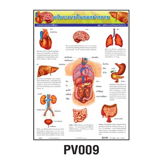 โปสเตอร์อวัยวะภายในร่างกาย #PV009 โปสเตอร์ภาพประกอบการเรียนรู้ โปสเตอร์พลาสติก สีสันสดใส