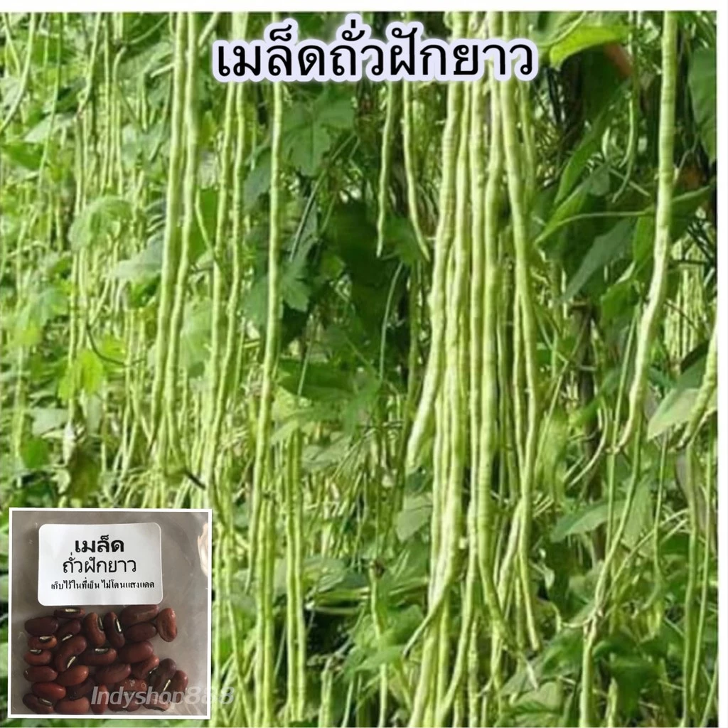 เมล็ดพันธุ์ ถั่วฝักยาว 20 เมล็ด ถั่วค้าง ถั่วเนื้อ[10เเถม 1คละได้