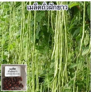 เมล็ดพันธุ์ ถั่วฝักยาว 20 เมล็ด ถั่วค้าง ถั่วเนื้อ[10เเถม 1คละได้