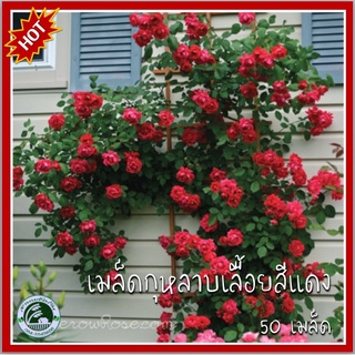 50 เมล็ด กุหลาบเลื้อยสีแดง Red Climbing rose กุหลาบ กุหลาบเลื้อย เมล็ดกุหลาบ เมล็ดกุหลาบเลื้อย