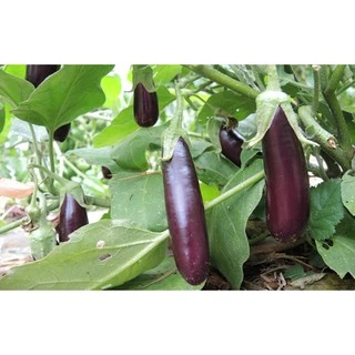 ต้นมะเขือยาว สีม่วง สีเขียว ในถุงเพาะ 5.5 นิ้ว มะเขือยาวม่วง มะเขือยาวเขียว ต้นมะเขือ