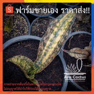 สวนขายเอง! ลิ้นมังกรใบสำริดด่าง Sansevieria kerkii Coppertone var. ไซส์กระถาง 6 นิ้ว ลิ้นมังกร ไม้ฟอกอากาศ ต้นไม้ประดับ