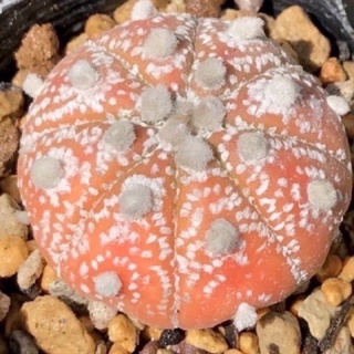 Astrophytum asterias(ด่างส้ม)10เมล็ด.-89