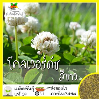 เมล็ดพันธุ์ โคลเวอร์ดัช สีขาว 500 เมล็ด White Dutch Clover เมล็ดพันธุ์แท้ นำเข้าจากต่างประเทศ ปลูกผัก สวนครัว ถูกดี