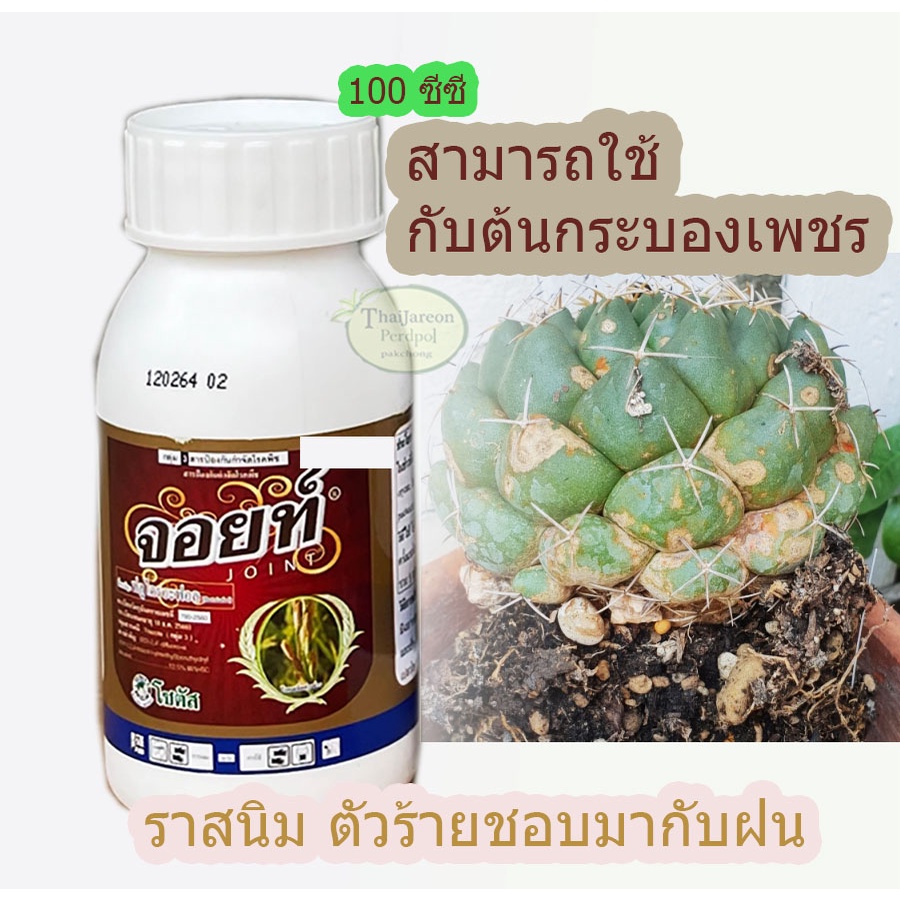 จอยท์ ใช้กับ โรคราสนิม ใบจุด ยากันราสนิม กับ แคคตัส กระบองเพชรได้