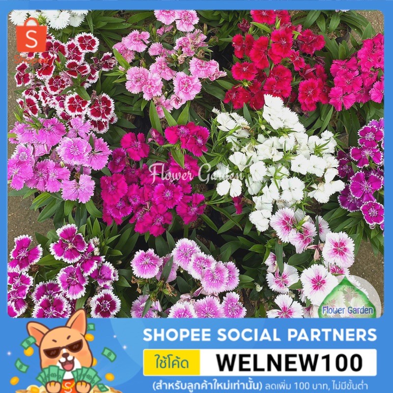 F81 ต้นผีเสื้อ Dianthus มีหลายสี ไม้ดอก ไม้ประดับ แบบถุง