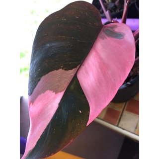 ต้นฟิโลเดนดรอนพิ้งค์ ปรี๊นเซส Philodendron Pink Princess ต้นใหญ่