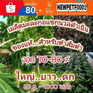 เมล็ดพันธุ์มะละกอ 20 g ประมาณ 1500 เมล็ด เมล็ดมะละกอแขกนวลดำเนิน ไว้ตำส้มตำ ลูกดก ยาว ใหญ่ มะละกอแขกนวล