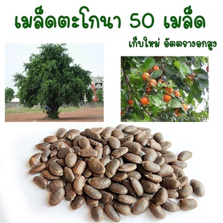 ตะโกนา เมล็ดตะโกนา ไม้โบราณ เมล็ดเก็บใหม่ 50 เมล็ด เก็บใหม่เมื่อเดือน สิงหาคม 2566 ส่งไว