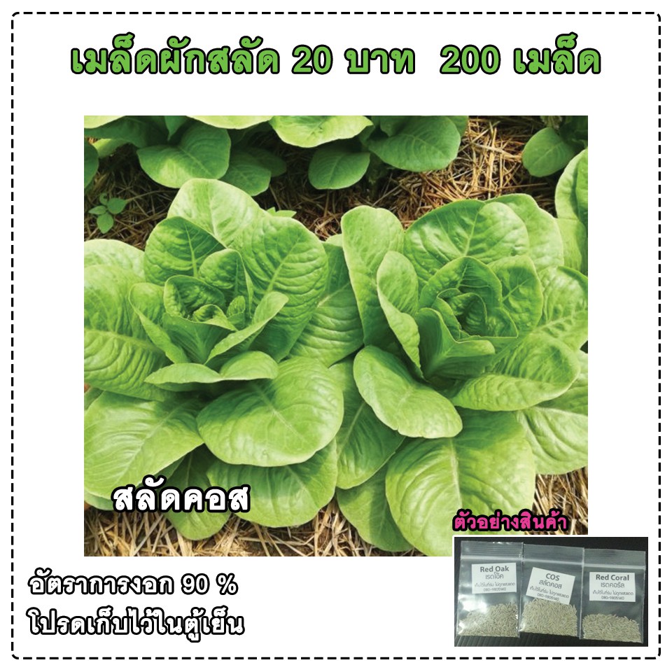 เมล็ดสลัดคอส คอส Cos ถูกสุด 200 เมล็ด มีคู่มือ