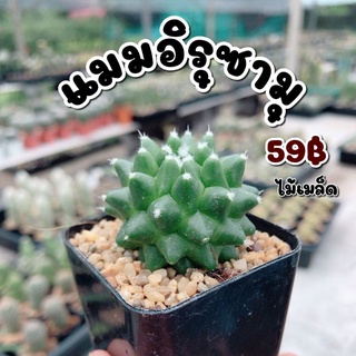 กระบองเพชร 🌵แมมอิรุซามุ/แมมปุยหิมะ(Mammillaria bucareliensis Erusamu)