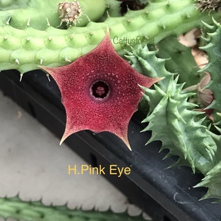 เก๋งจีนเด็ดสด Huernia Pink Eye