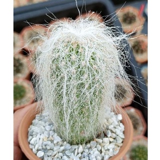 Cake Cactus Farm กระบองเพชร Cephalocereus senilis Old Man ตัวแท้