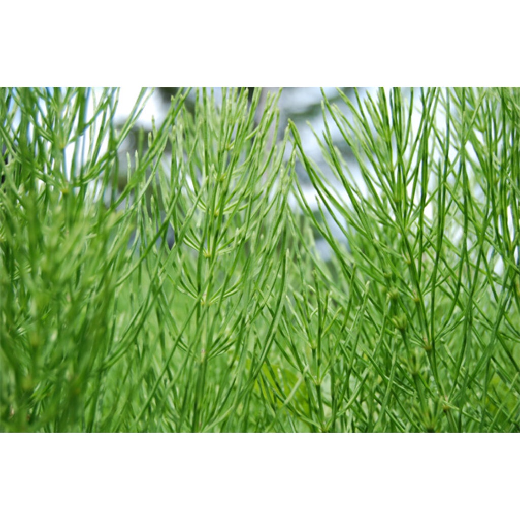 สารสกัดหญ้าหางม้า (Horse Tail Extract) 50-100g. Cosmetic Grade