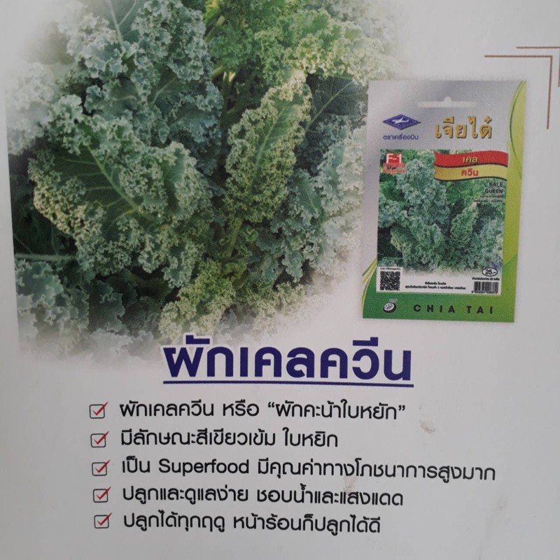 เมล็ดพันธุ์เคล KALE คะน้าใบหยัก คะน้าไดโนเสาร์ ตราเจียไต๋