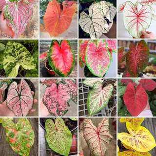 ปลูกง่าย ปลูกได้ทั่วไทย ของแท้ 100% บอนสี 100 แคปซูล เมล็ดพันธุ์ สีผสม Caladium Seeds พันธุ์ไม้ดอก เมล็ด พันธุ์ไม้หายาก