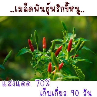 30 เมล็ด เมล็ดพันธุ์พริกขี้หนู เมล็ดพันธุ์อินทรีย์ สามารถขยายพันธุ์ต่อได้