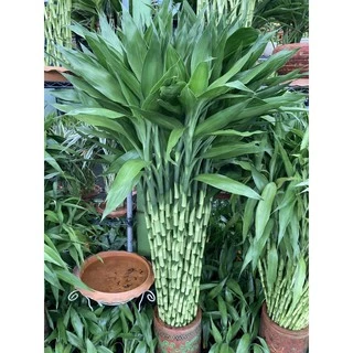 ไผ่กวนอิม ต้นตรงสูง150cm ตัดส่งได้เพียง1เมตร(หากต้องการ1.5เมตรให้มาซื้อหน้าร้าน)
