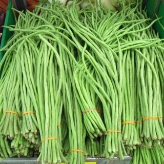 เมล็ดพันธุ์ ถั่วฝักยาว 20 เมล็ด ถั่วค้าง ถั่วเนื้อ[10เเถม 1คละได้