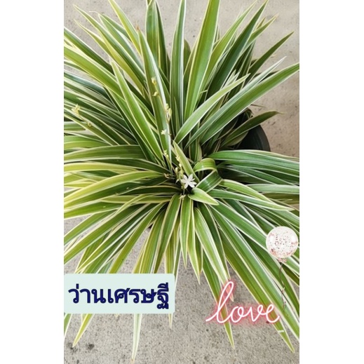 ว่านเศรษฐี ☘️🌿ไม้ฟอกอากาศ ดอกสีขาว ในกระถางพร้อมส่ง