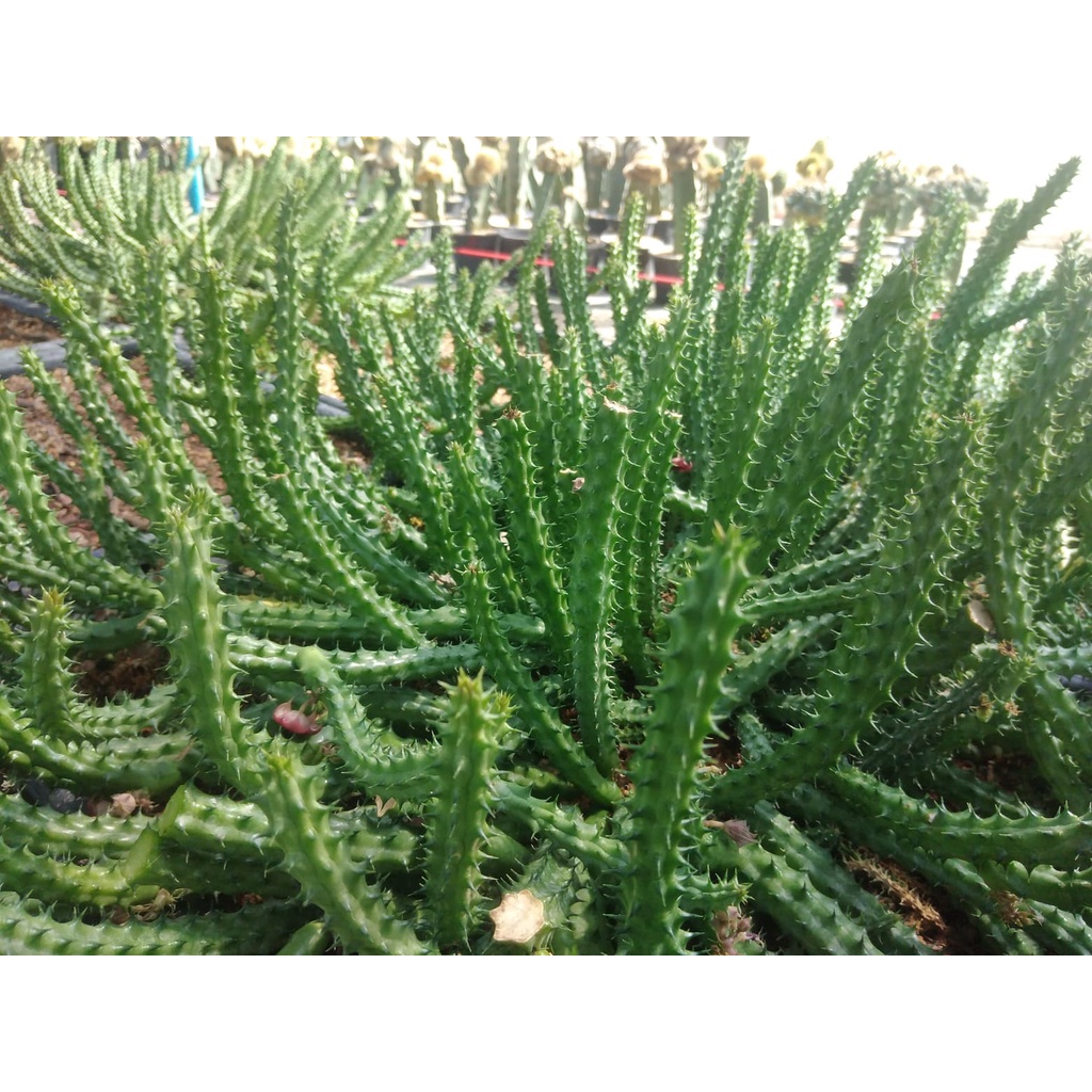 💥เก๋งจีน💥 Huernia schneideriana ขนาดความยาว 10-12 ซม. ต้นแคคตัส ต้นกระบองเพชร(กรุณาอ่านรายละเอียดก่อนทำการสั่งซื้อครับ) - รูปที่ 5