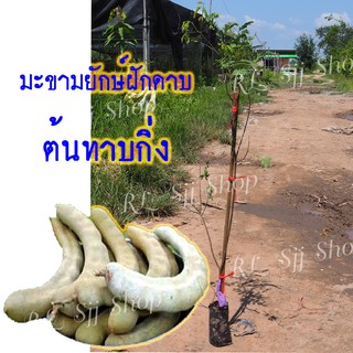 ( 1 ต้น)🌳มะขามยักษ์ฝักโค้งดาบ🌳ผลฝักใหญ่ เนื้อเยอะ น้ำหนักดี ฝักดก ต้นกล้าสูง 80-90 ซม. ทาบกิ่ง สินค้าพร้อมส่งค่ะ