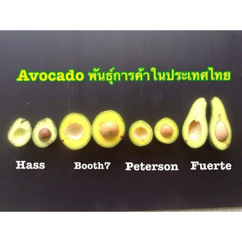 อโวคาโดเสียบยอด บูธ7 จำนวน5ต้น - รูปที่ 5
