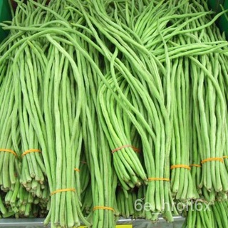 POLE SITAO (25 Seeds) - Long Green Varietyกุหลาบ/บ้านและสวน/กระโปรง/ผู้ชาย/แอปเปิ้ล/ผักกาดหอม/เสื้อ/พาสต้า/เมล็ด/ 7PEO