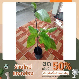 ต้นยางนาลงเชื้อเห็ดละโงก  ขนาด 40-50 ซม. พร้อมปลูกลงดิน