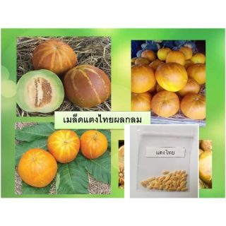 เมล็ดเเตงไทยผลกลม 50 เมล็ด [10  เเถม 1 คละได้]