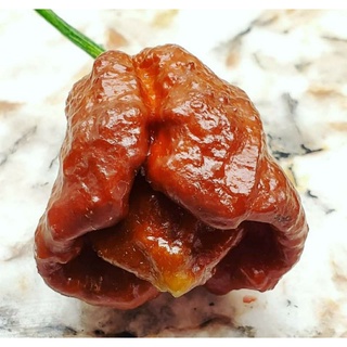 เมล็ดพันธุ์พริกเผ็ดที่สุดในโลก ตรินิแดด มอรูก้า สกอเปี้ยน คาราเมล Trinidad Moruga Scorpion Caramel Pepper บรรจุ 10 เมล็ด