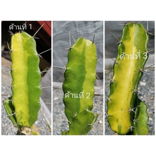 ตอสามเหลี่ยม​ด่าง #​ Cactus แคคตัส กระบองเพชร ไม้อวบน้ำ ไม้กราฟ ราคาถูก​