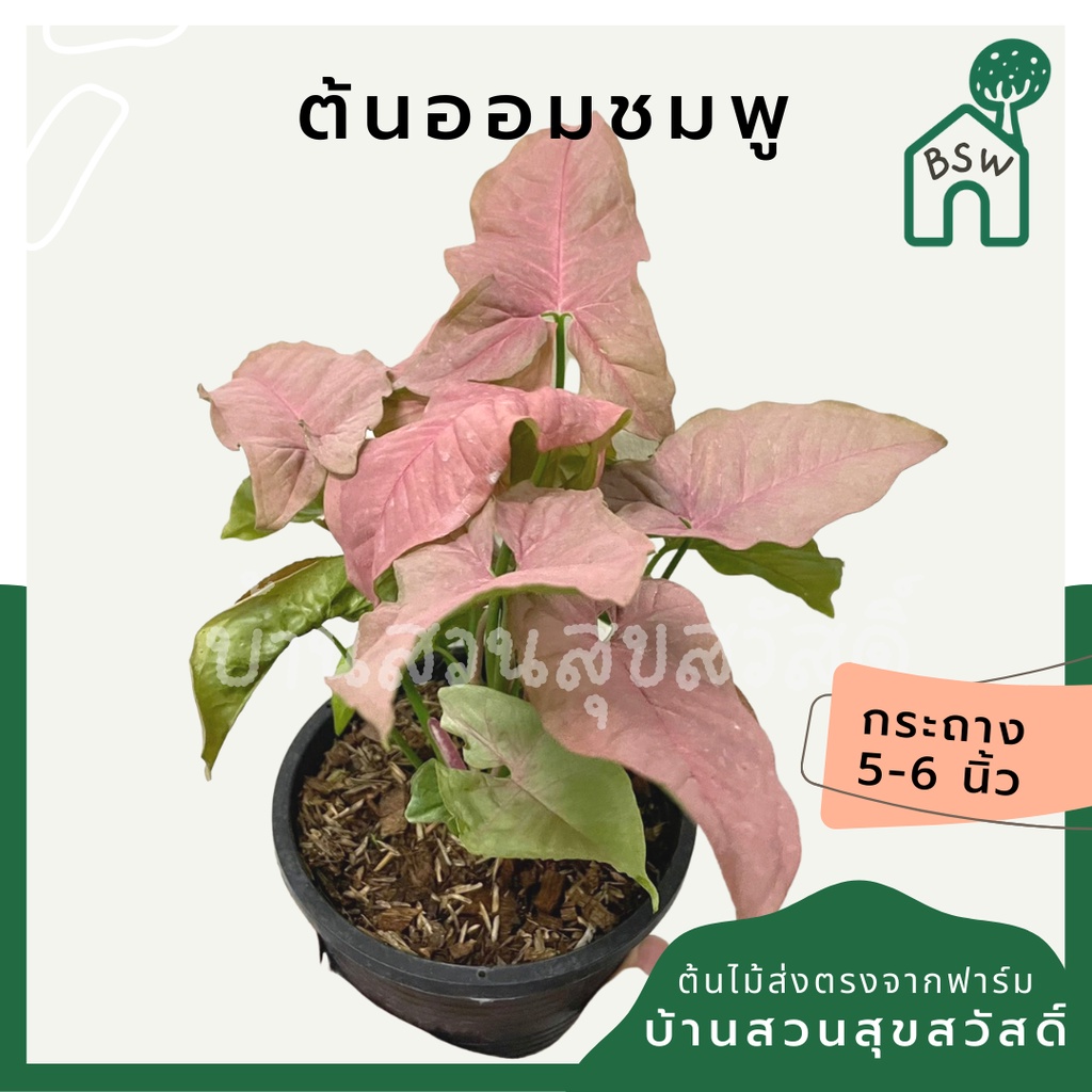 ออมชมพู 5-6 นิ้ว ชมพูสวย ต้นไม้สายหวาน