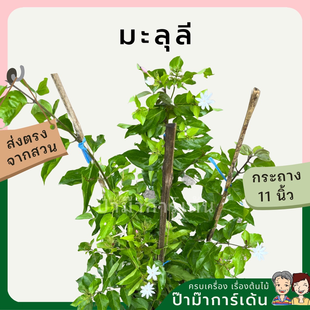 มะลุลี ต้นไม้ไทย ต้นไม้โบราณ สามารถเป็นไม้สมุนไพร ออกไม้แดด ดอกเล็กน่ารัก สีสันสวยงาม